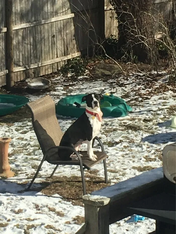 The “WeRateDogs” Twitter Account With 9M Followers Rates People's Dogs, And It's As Hilarious As It Is Wholesome (50 New Pics)