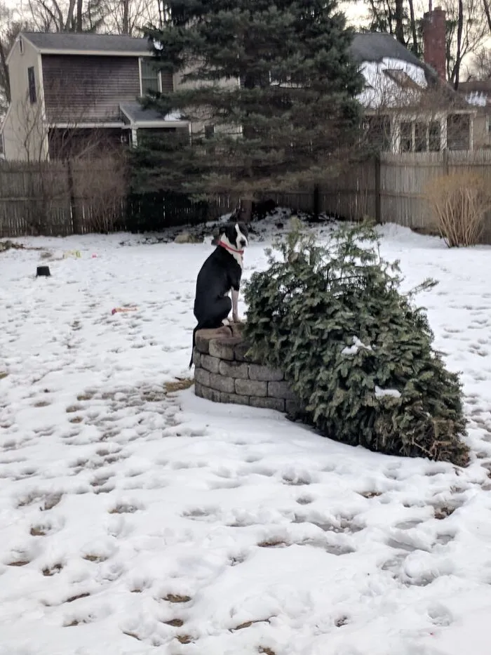 The “WeRateDogs” Twitter Account With 9M Followers Rates People's Dogs, And It's As Hilarious As It Is Wholesome (50 New Pics)