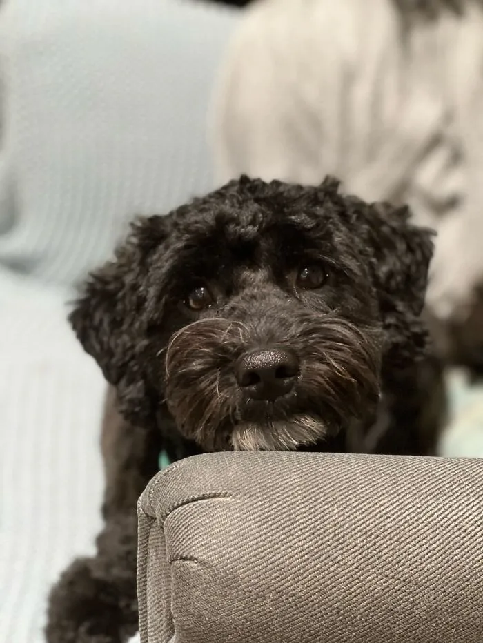 The “WeRateDogs” Twitter Account With 9M Followers Rates People's Dogs, And It's As Hilarious As It Is Wholesome (50 New Pics)