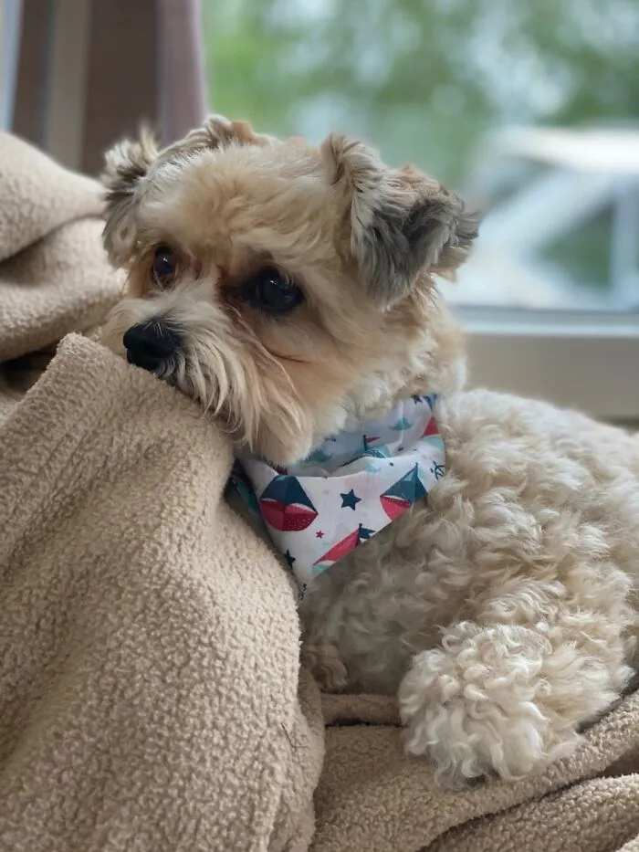 The “WeRateDogs” Twitter Account With 9M Followers Rates People's Dogs, And It's As Hilarious As It Is Wholesome (50 New Pics)