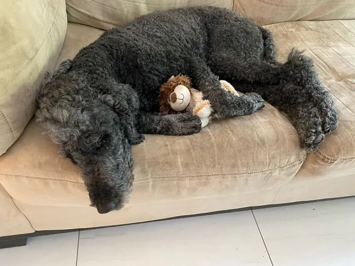 The “WeRateDogs” Twitter Account With 9M Followers Rates People's Dogs, And It's As Hilarious As It Is Wholesome (50 New Pics)