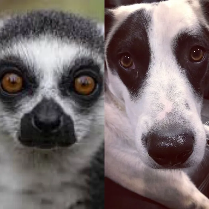 The “WeRateDogs” Twitter Account With 9M Followers Rates People's Dogs, And It's As Hilarious As It Is Wholesome (50 New Pics)