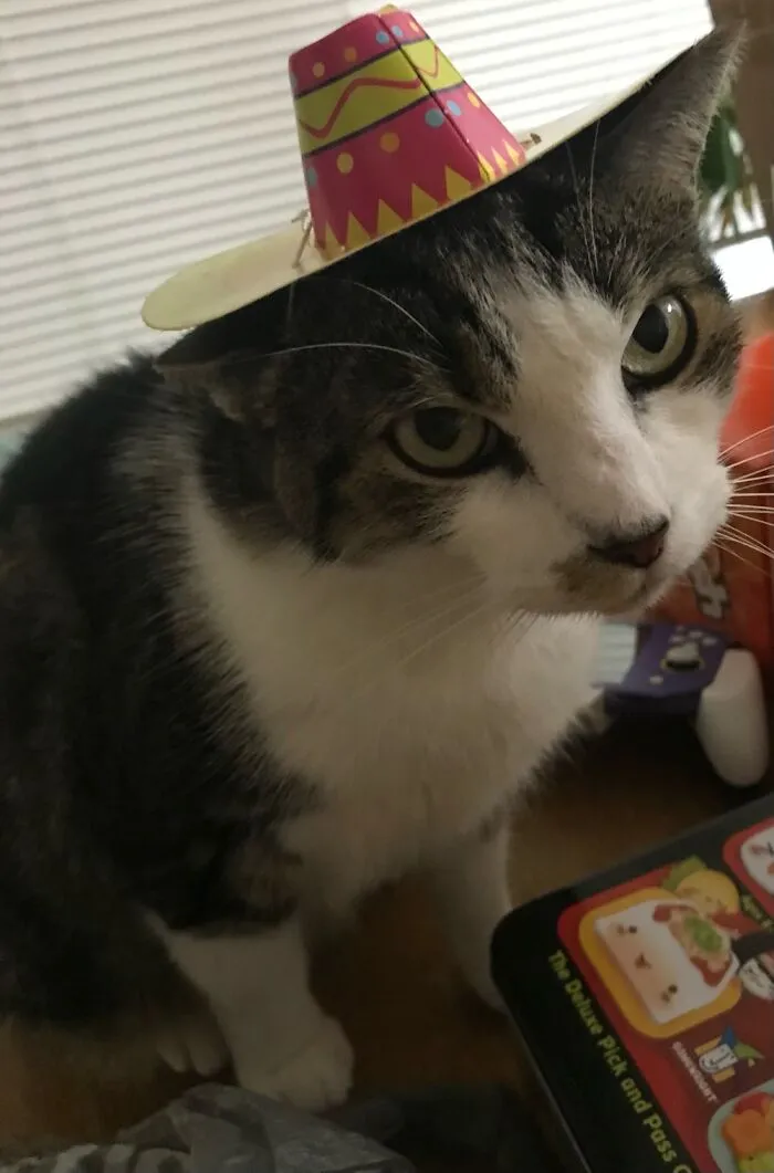 Hola!