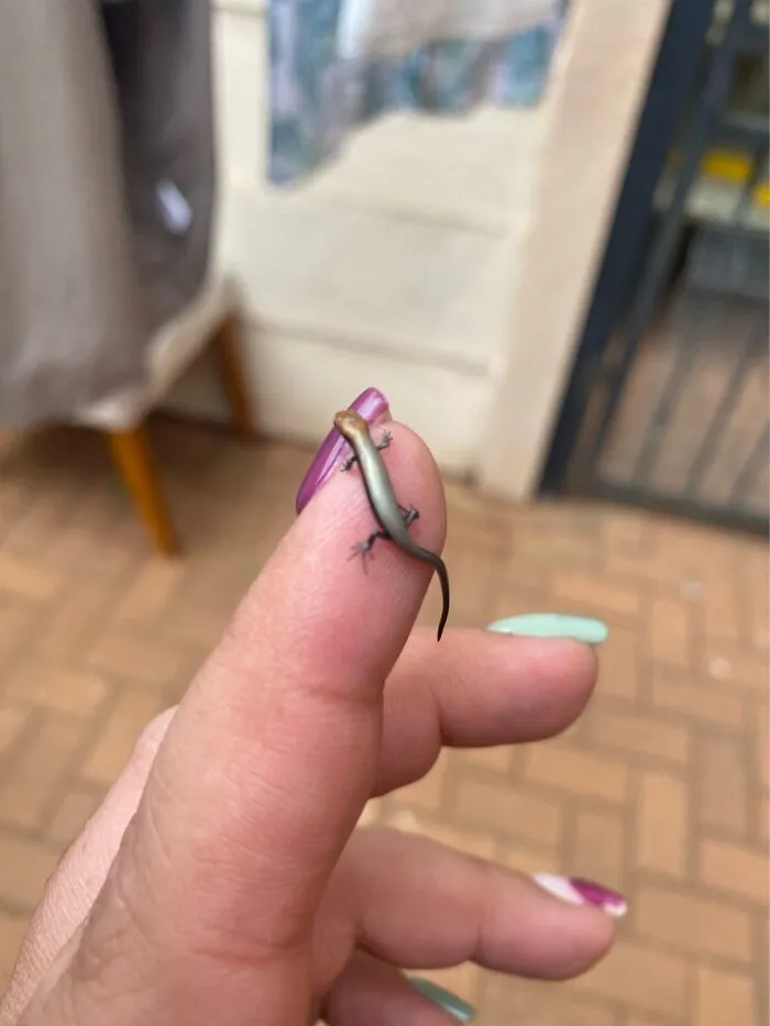 Lucky Lizard