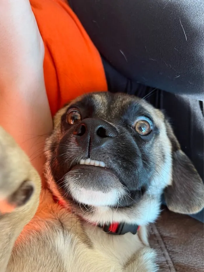 Derpy