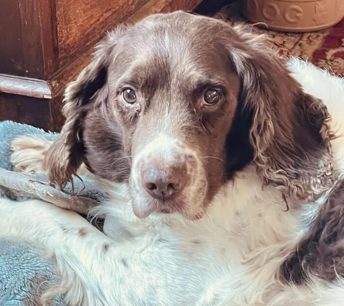 My Beautiful Boy Gunner Who Passed Away Earlier This Year. Miss You Lots Gunny Bunny
