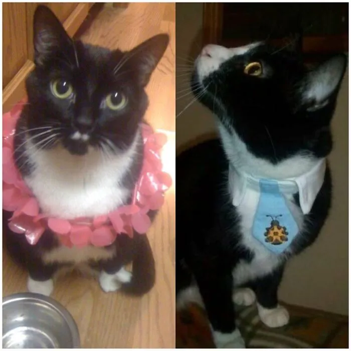Edwina Jarvis Back From Hawaii And Mid-Level Marketing Exec. Rockit J. Cat