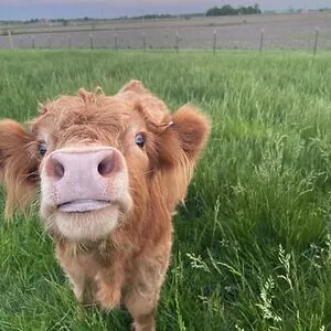 That Cow Girl