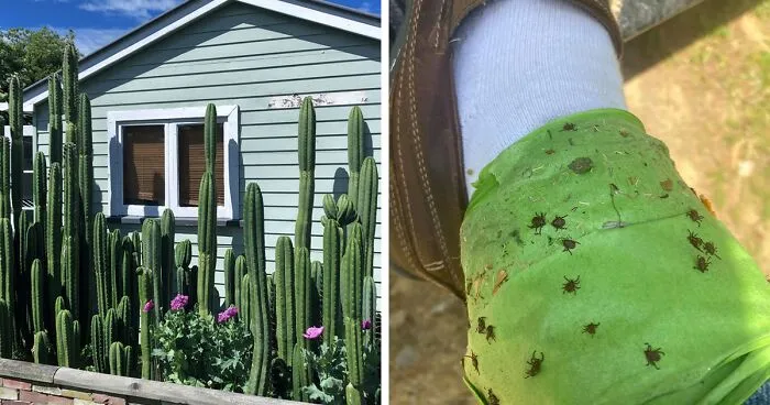 50 Of The Best Pics From The ‘Gardening’ Online Group (New Pics)