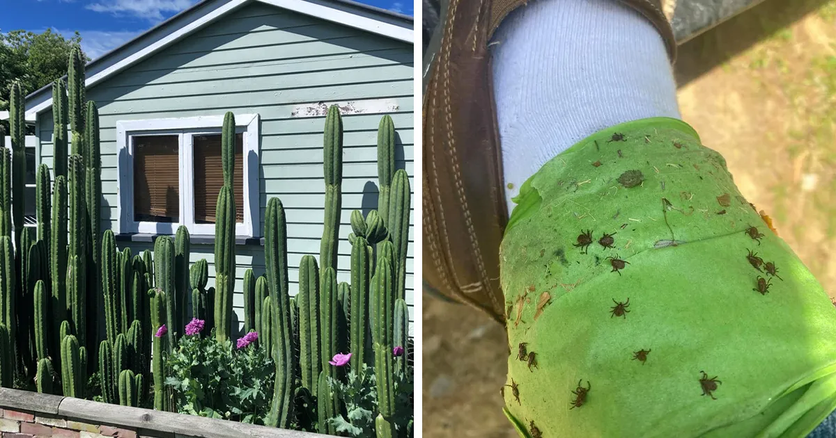 40 De las mejores fotos de este grupo online sobre jardinería (nuevas imágenes)