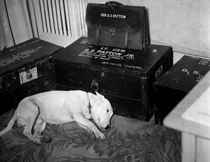 El perro mascota del general George S. Patton el día de la muerte de su dueño, el 21 de diciembre de 1945