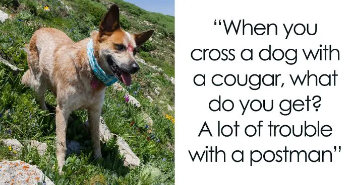 Tons Of Jokes About Dogs To Share With Your Good Boi Or Gal