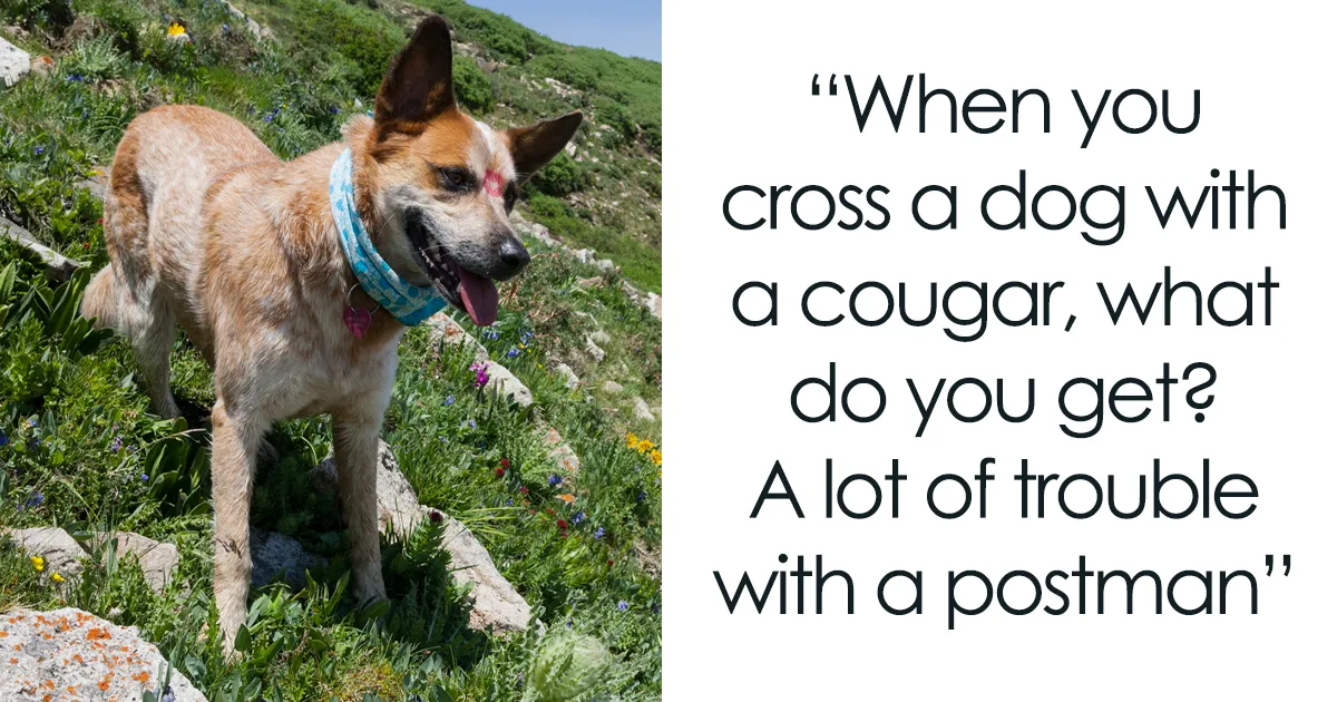 Tons Of Jokes About Dogs To Share With Your Good Boi Or Gal