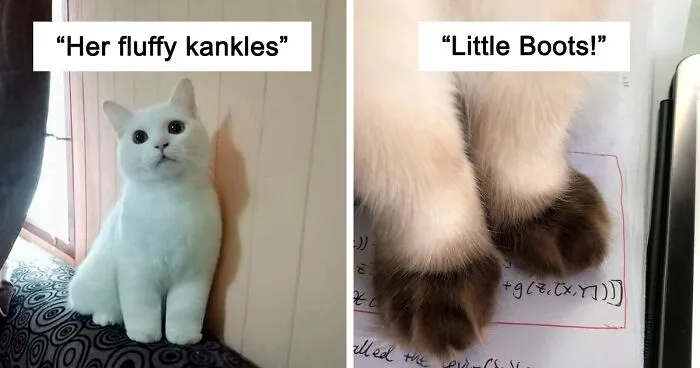 40 Of The Cutest "Kitty Cankles" Every Cat Lover Will Perhaps Admire, As Shared In This Online Group