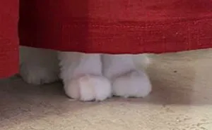 40 Of The Cutest "Kitty Cankles" Every Cat Lover Will Perhaps Admire, As Shared In This Online Group