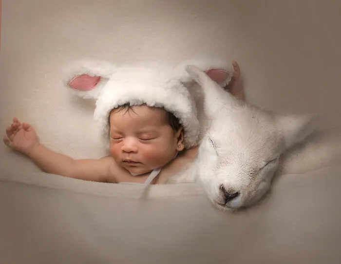 Sleepy Little Lambs