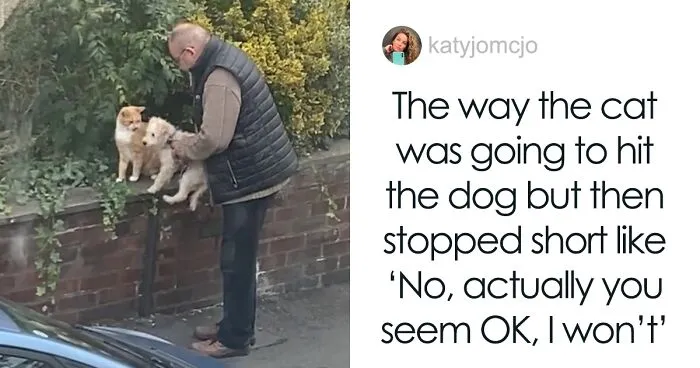 Video Of A Man Introducing His Dog To Neighborhood Cat Goes Viral With 7.7M Views