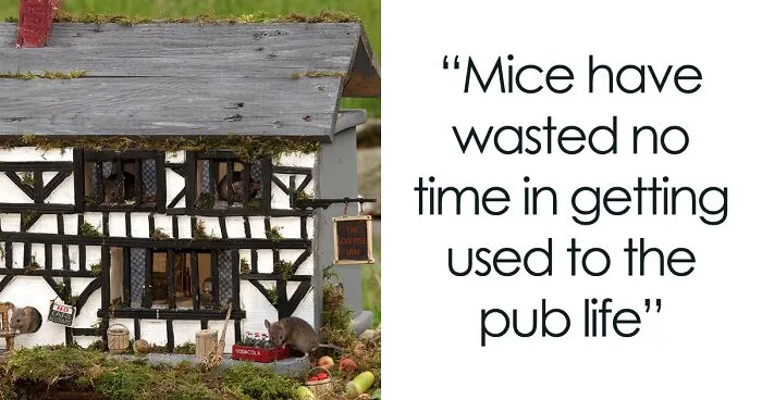 I Built A Scaled-Down Village For Wild Mice In My Garden, And They Love It