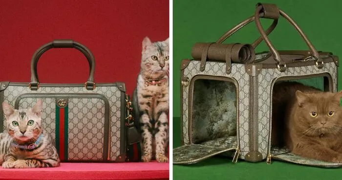 Gucci Released A Fancy Clothing And Accessories Line, And It's Lavish