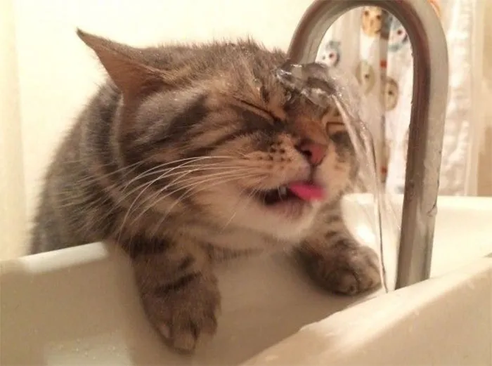 50 Nonsense Pics Of Cats That Weirdly Make Sense, As Shared By This Account Dedicated To ‘Avantgarde Cats’