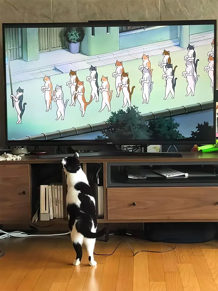 50 Nonsense Pics Of Cats That Weirdly Make Sense, As Shared By This Account Dedicated To ‘Avantgarde Cats’