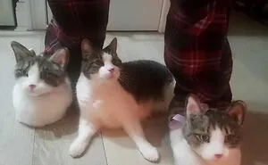 50 Nonsense Pics Of Cats That Weirdly Make Sense, As Shared By This Account Dedicated To ‘Avantgarde Cats’
