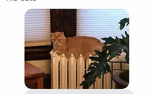 50 Nonsense Pics Of Cats That Weirdly Make Sense, As Shared By This Account Dedicated To ‘Avantgarde Cats’