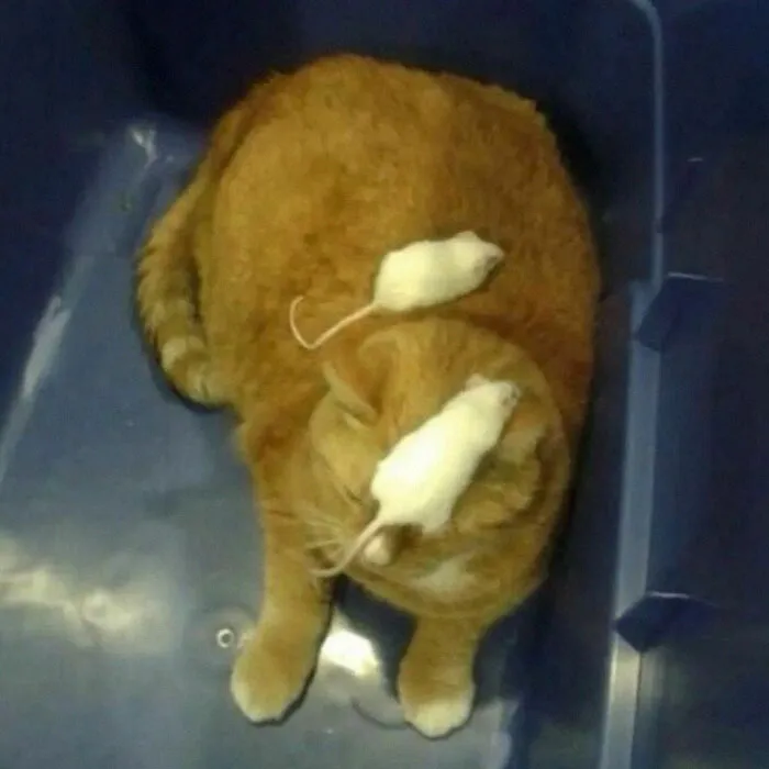 40 Fotos extrañas de gatos que de algún modo tienen sentido, compartidas por la cuenta “Avantgarde Cats”