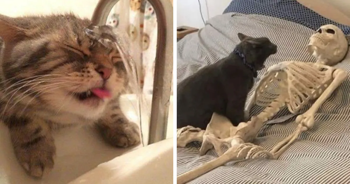 40 Fotos extrañas de gatos que de algún modo tienen sentido, compartidas por la cuenta “Avantgarde Cats”