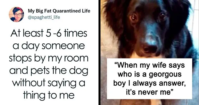 People Are Sharing Embarrassing Moments When They Thought Someone Was Speaking To Them Instead Of Their Pet, And Here Are 29 Of The Funniest Ones