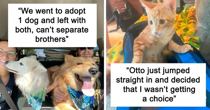 45 Wholesome Pics Of Adopted Pets That Show What Joy Giving Them A Second Chance Brings To Everybody (August Edition)
