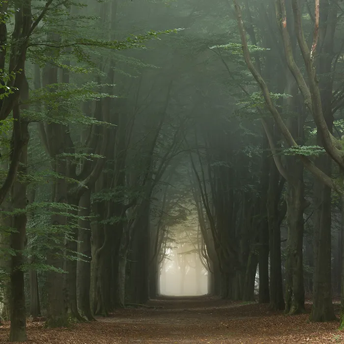 I Live In A Rural Area In The Netherlands And I Capture Its Scenic Countryside (40 Pics)
