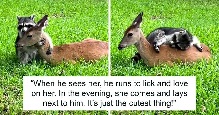 Raccoon Is Completely Obsessed With Fawn Who Lost Mom, Gives Her Hugs Every Day