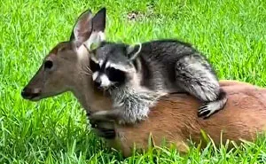 Raccoon Is Completely Obsessed With Fawn Who Lost Mom, Gives Her Hugs Every Day