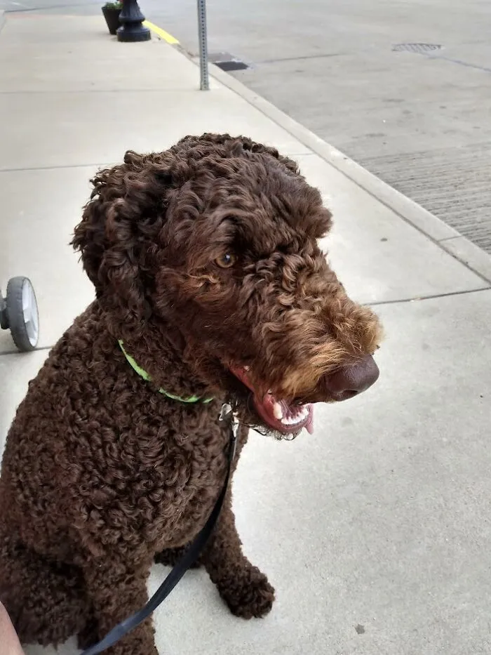 The “WeRateDogs” Twitter Account With 9M Followers Rates People's Dogs, And It's As Hilarious As It Is Wholesome (50 New Pics)