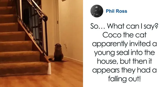Cheeky Seal Breaks Into Family Home, Terrorizes Cat And Chills On Couch, And The Internet Is In Stitches