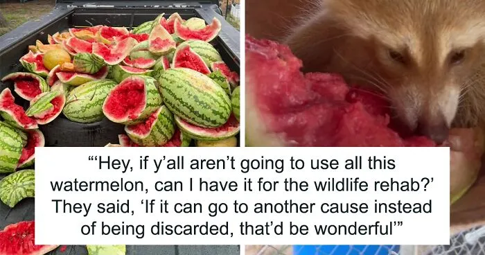 Animals At Wildlife Rescue Rejoice As Dozens Of Squashed Watermelons Are Donated After Accident
