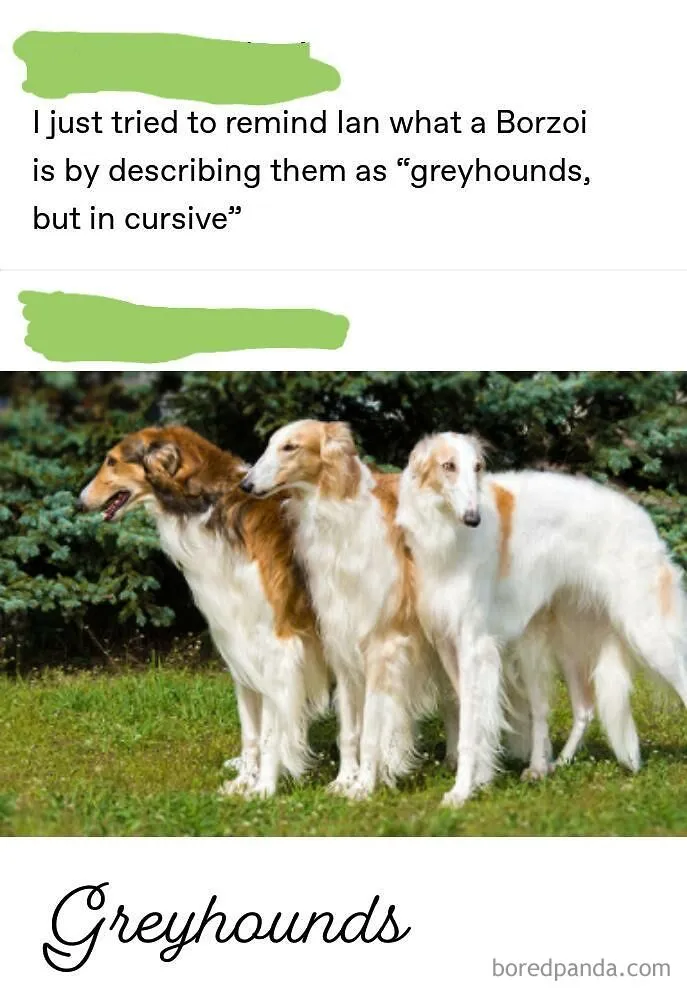 Borzoi dogs humorously described as "greyhounds, but in cursive" standing outdoors on grass.
