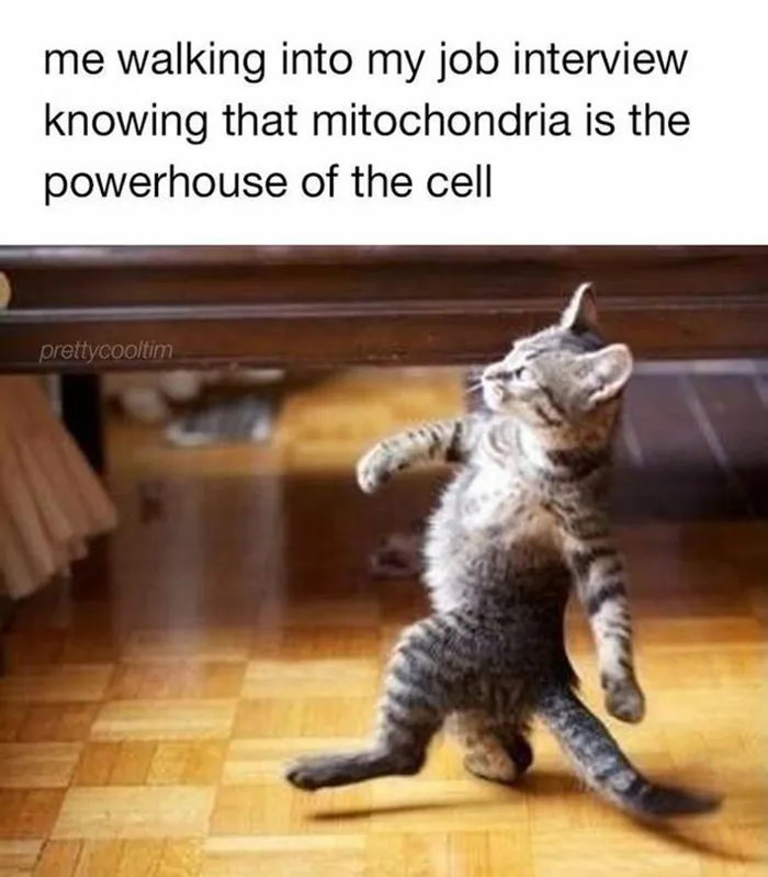 Cats On Catnip