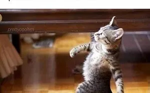 ‘Cats On Catnip’: 50 Funny And Relatable Cat Memes We Loved A Lot