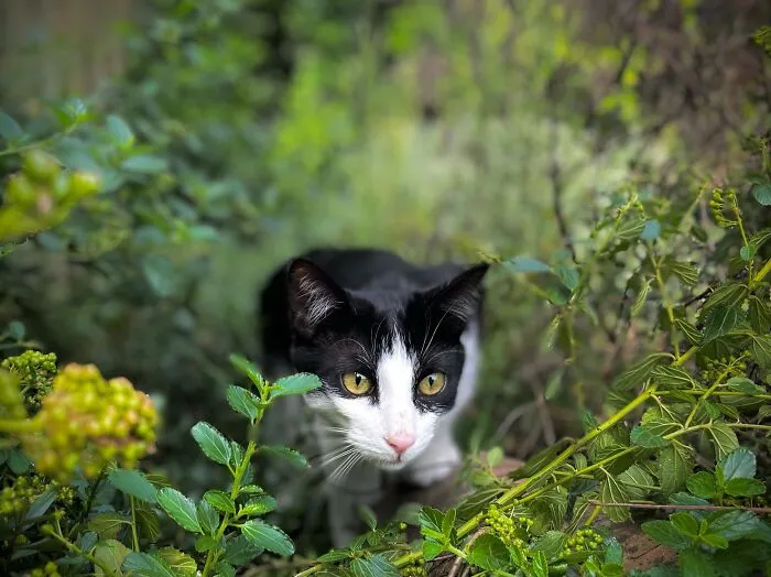 Purrassic Park