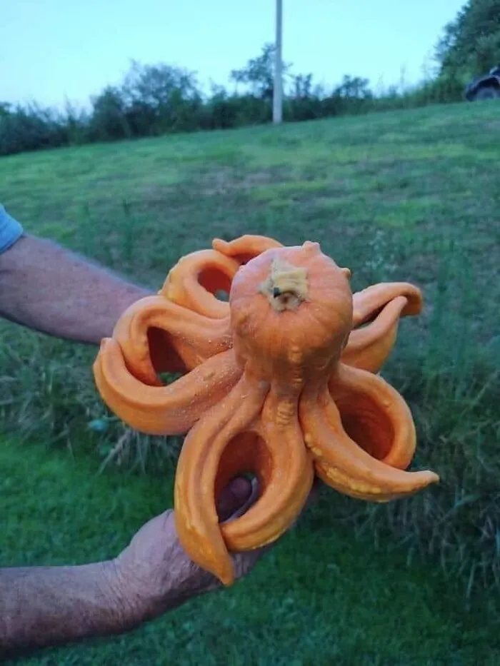 50 Times People Noticed Something Dreamlike And Shared Photos On The "Accidental Surrealism" Group