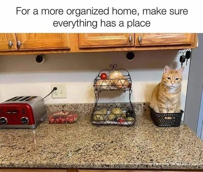 Cat sitting in a basket on a countertop, humorously arranged among kitchen items, highlighting funny catnip behavior.