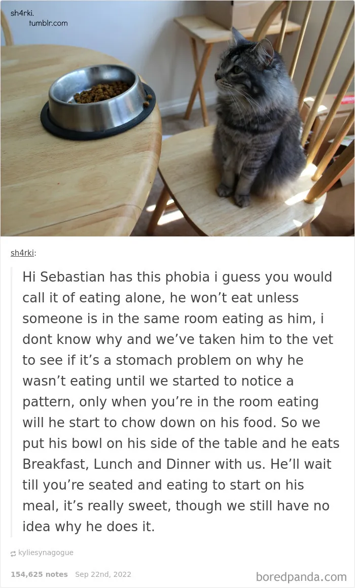 Quiet Dinner Companion