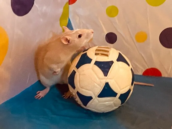 Gerald Enjoying Some Soccer