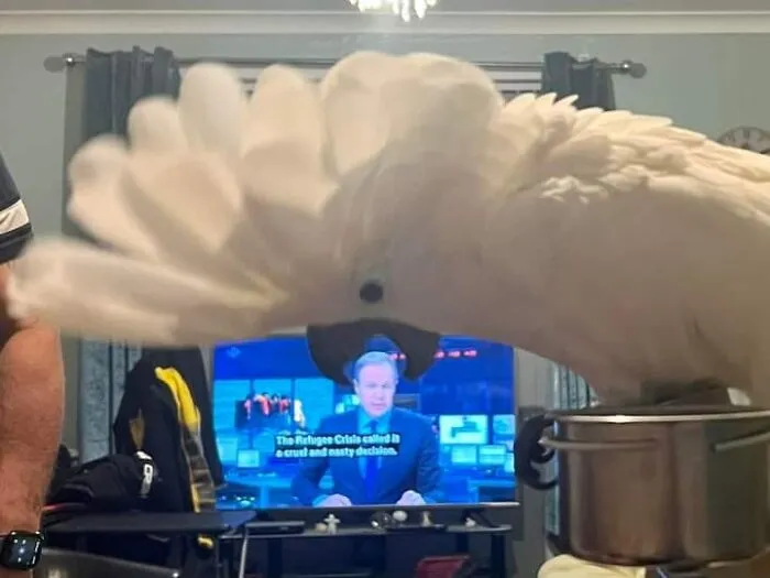 50 Times People Noticed Something Dreamlike And Shared Photos On The "Accidental Surrealism" Group
