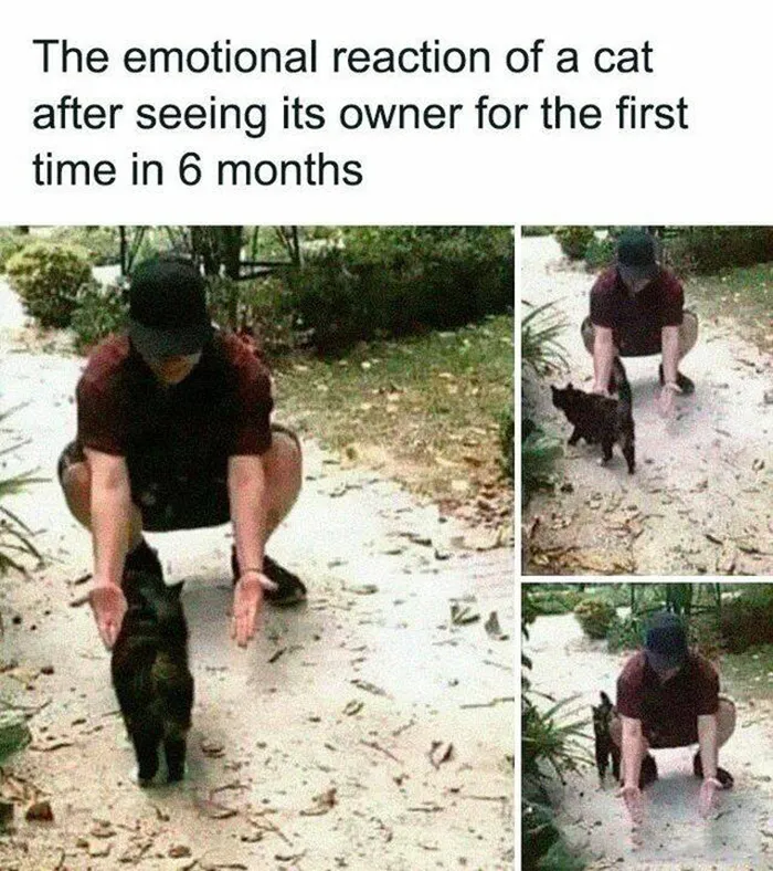 A man kneeling to greet a cat after 6 months apart, capturing a funny and relatable cat moment.