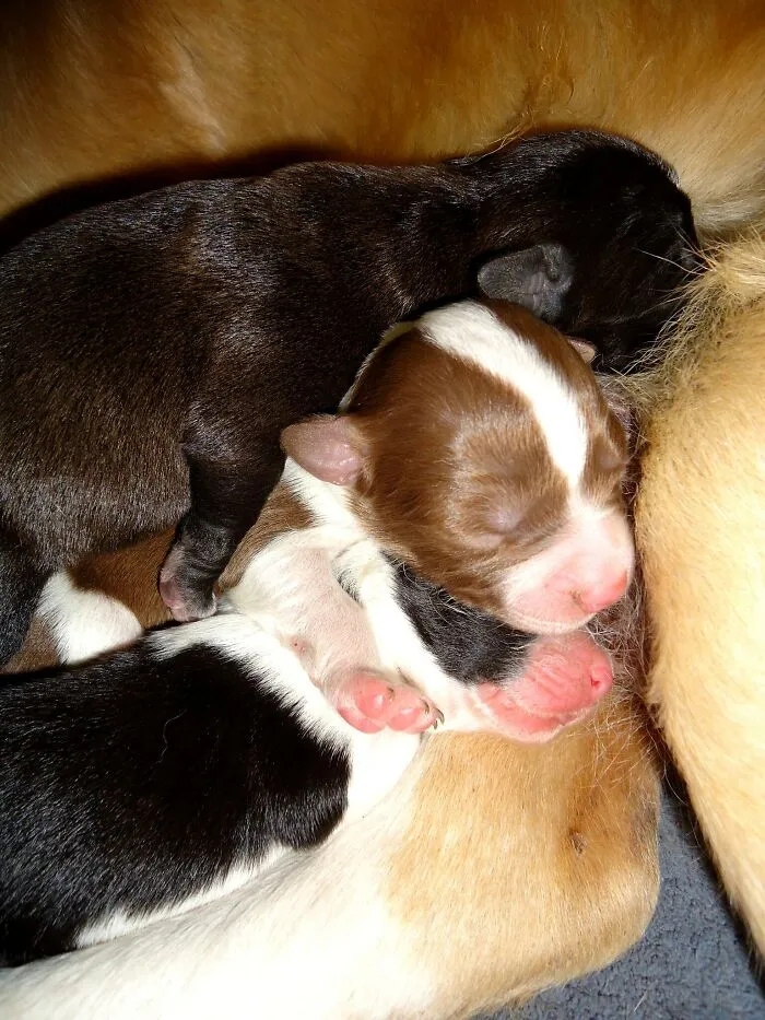 Playing With Puppies And Kittens All Day Long