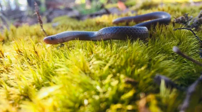Look, It’s A Dirt Noodle!