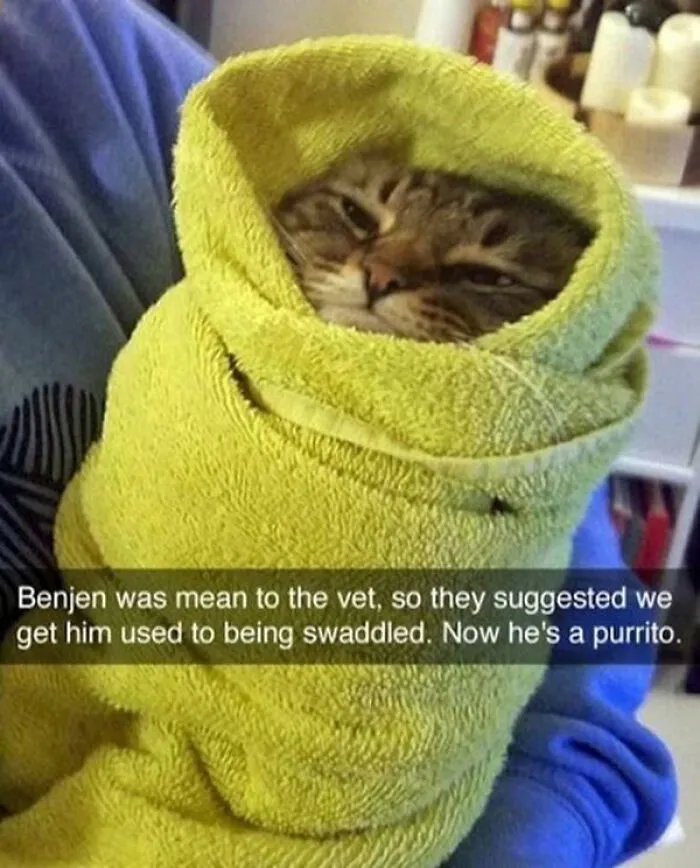 Cat wrapped in a green towel like a burrito with a humorous caption about cats on catnip and swaddling.